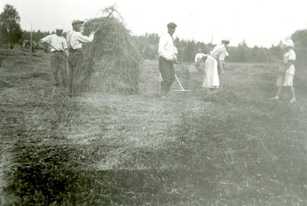 Heinänkorjuu Haudanniemen rantapellolla 1930-luvulla.