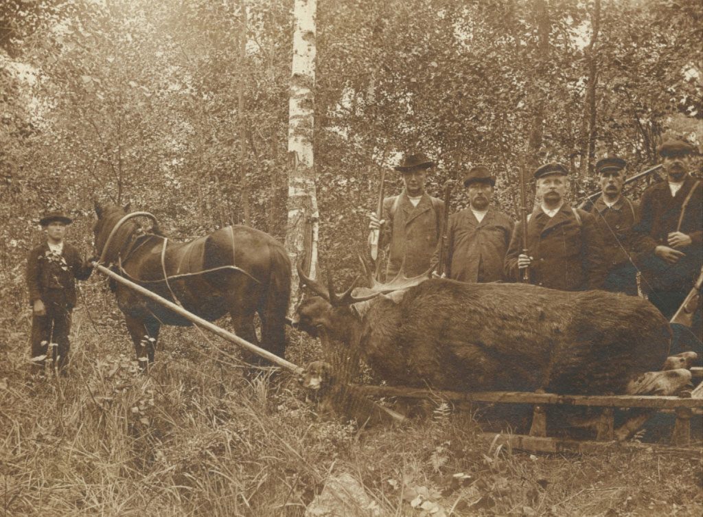 Kaadettu hirvi rekikyydissä kesäaikaan.